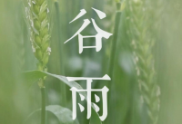 今日谷雨-谷雨节气的含义是什么？谷雨节气风俗【五击创新】